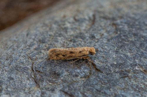 Anomalotinea liguriella